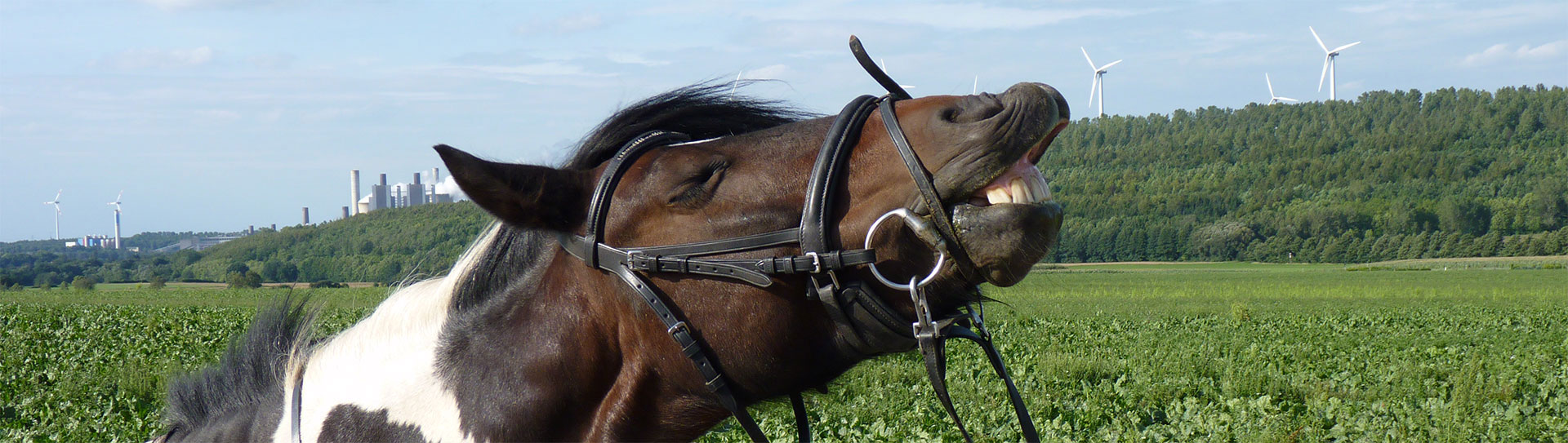 einfach zum Wiehern mobile Pferdewaage Bayern